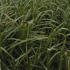Green grass field pattern. Minimal natural background