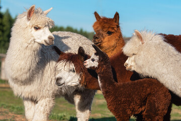Newborn baby alpaca in the herd. South American camelid. © Rita Kochmarjova