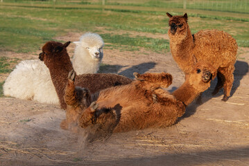Funny alpaca wallowing on the ground. South American camelid.