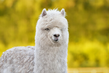 Cute fluffy alpaca. South American camelid.