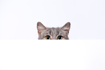 silver tabby cat peeks out from behind a white wall