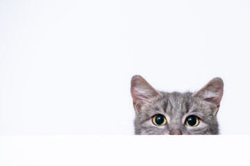 silver tabby cat peeks out from behind a white wall