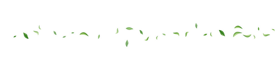 Olive Leaf Swirl Vector Transparent Panoramic