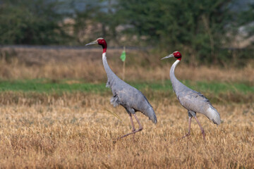 Sarus crane or Antigone antigone observed near Nalsarovar in Gujarat, India