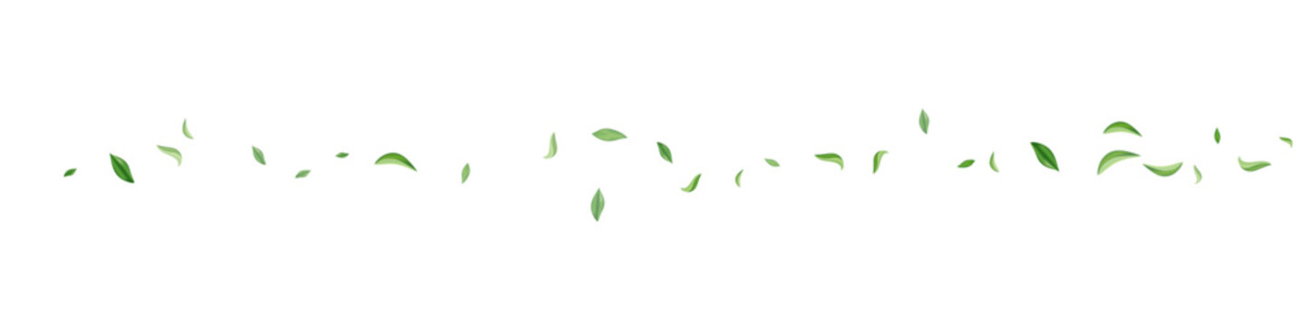 Olive Leaf Swirl Vector Transparent Panoramic © XEquestris