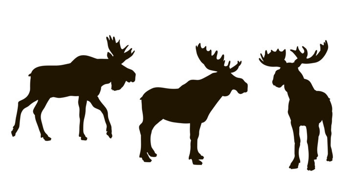 Animals, moose. Black and white image, silhouette. Vector drawing.