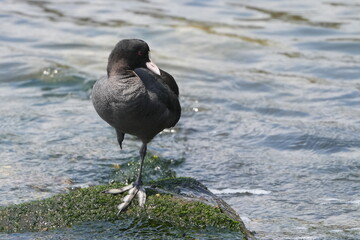eurasian coot in a seashore