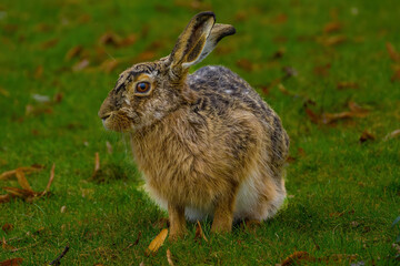 rabbit in the field