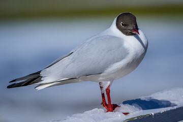 Obraz premium seagull