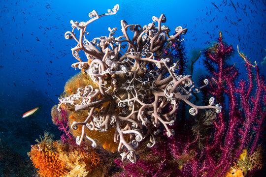 Pantelleria Sicilia e i suoi fondali 