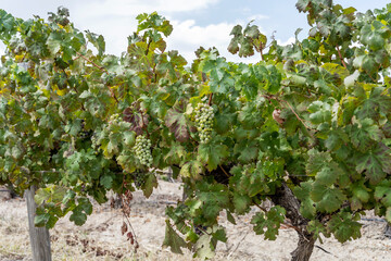 Fototapeta na wymiar grapes in vineyard, near Stellenbosch, South Africa