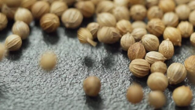 Coriander seeds, close-up, Chinese parsley, dhania and cilantro, used as aromatic and flavorful spice. Slow motion
