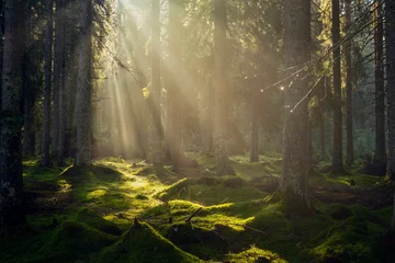Fototapete Morgen mit Nebel Gorgeous sun rays in the forest during a summer morning. Spectacular light in the forest