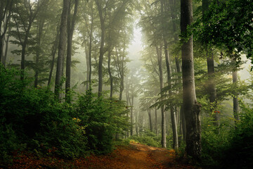 Beautiful trail in foggy forest. Summer day in the forest