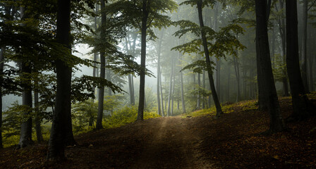 Beautiful romantic trail in foggy forest. Dark trees and strange mist in the background