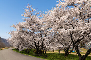 Naklejka premium blooming tree
