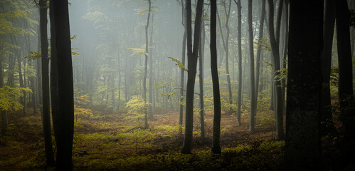 Panoramic foggy forest landscape. Dark trees in the foreground with spooky light in the background - 588249971