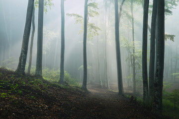 Dark trail in foggy forest. Spooky sun rays in the background. Dark trees in silhouettes in the foreground