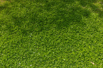 Obraz premium green grass background
