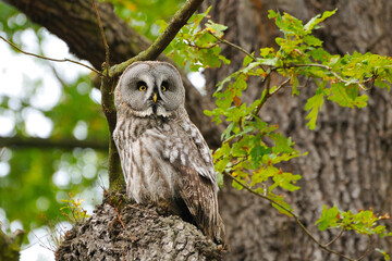 Portrait eines Bartkauzes  (Strix nebulosa) 