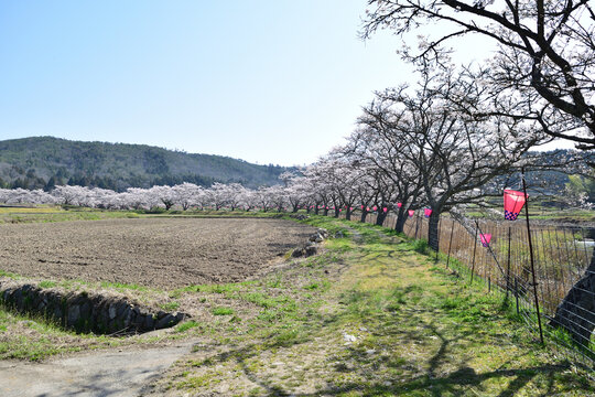 桜並木