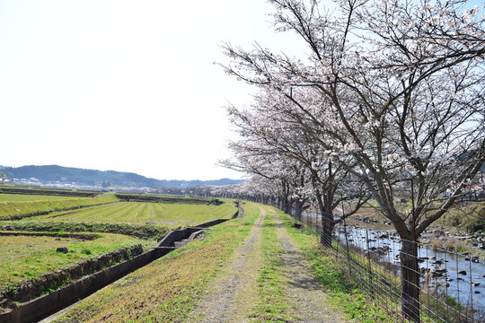 桜並木