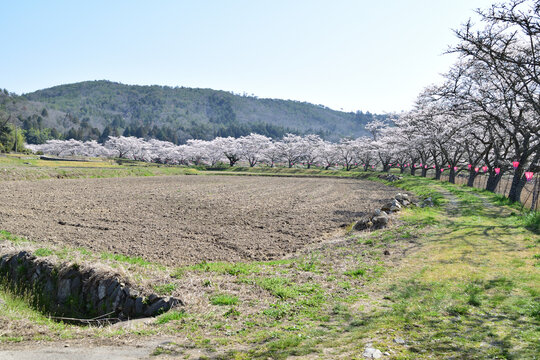 桜並木