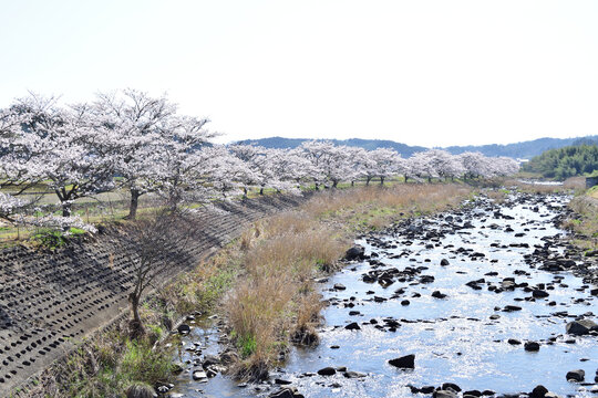 桜並木