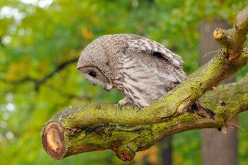 Portrait eines Bartkauzes  (Strix nebulosa) 