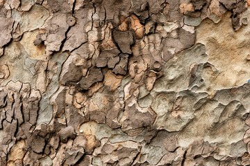 Close-up texture of tree bark in brown beige tones.
