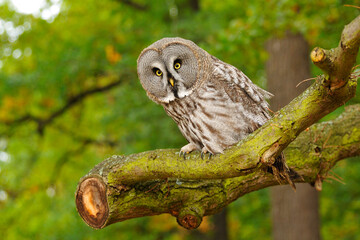 Portrait eines Bartkauzes  (Strix nebulosa) 