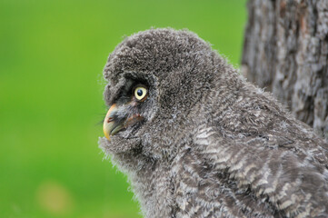 Junger Bartkauz (Strix nebulosa)