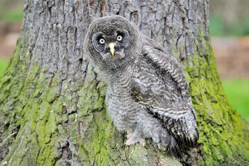 Junger Bartkauz (Strix nebulosa)