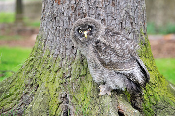 Junger Bartkauz (Strix nebulosa)