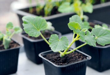 Growing seedlings of pumpkin,cucumber or zucchini in pots with organic soil.Agriculture and vegetable growing concept.
