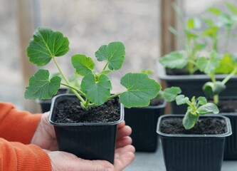 Growing seedlings of pumpkin,cucumbers or zucchini in pots with organic soil.Female hands take care of plants.Agriculture and vegetable growing concept.