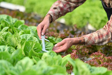 Farmer with a vernier caliper, measuring growing organic vegetable in greenhouse. Hydroponic plant and Business agriculture