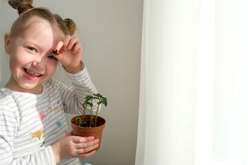 Child examines a seedling in a pot Sprouts grown at home. Real people. Home gardening.