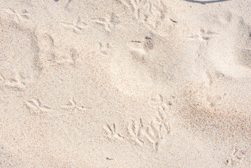 Beautiful light sand with seagull footprints