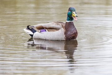 Mallard duck calling out