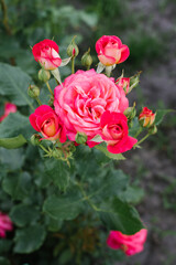 Pink rose flower in the garden in summer