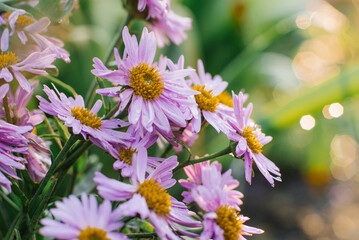 Lilac beautiful Aster alpinus flowers bloom in the garden in summer