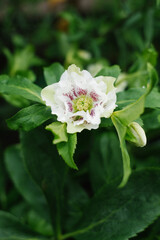 Wooden toys, dried flowers in a vase and a red lantern in the decor of the children's room