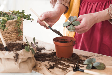 A young woman in vintage clothes in the interior of the kitchen carefully looks after, transplants and waters indoor plants. Girl's hands and plants close-up. Garden.