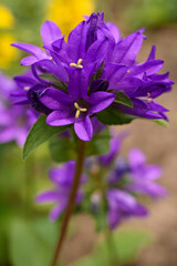 Purple crowded bell in the garden in summer
