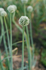 Garlic blooms in the garden in summer