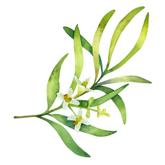 Watercolor green olive branch. Hand drawn floral illustration with olive flowers isolated on a white background.