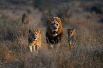 A lion pride walking through the dry savanna towards the camera, beautiful male lion in the middle....
