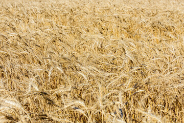 Backdrop of ripe wheat. Agricultural concept