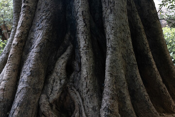 Sacred banyan tree with massive roots. The power of nature. Save trees. Ecology. The profession...